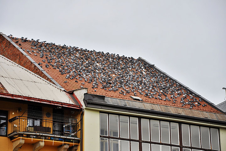 A2B Pest Control are able to install spikes to deter birds from roofs in Earls Court. 