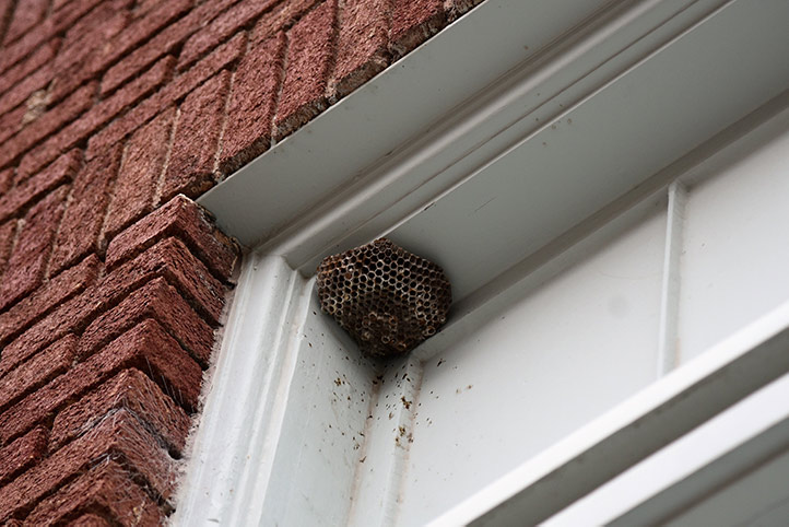 We provide a wasp nest removal service for domestic and commercial properties in Earls Court.
